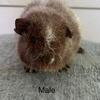 Teddy Guinea Pig Pups
