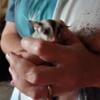 2 male sugar glider babies