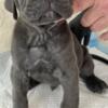 Independent Day Cane Corso  Italian Mastiff puppies