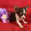 Chihuahuas and French Bulldogs and tiny breeds