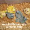 Baby Quakers available at wholesale prices