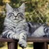 Maine Coon Cat FOR SALE