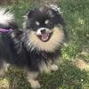 Barney — Energetic & Affectionate Purebred Pomeranian | Award-Winning Bloodline | 7.5 lb