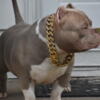 American bully for stud 