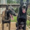 AKC Belgian Malinois Puppies Ready Aug 8th!