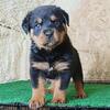Rottweiler pups