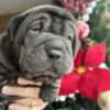 Cocker-Pei puppies ready for Christmas