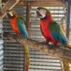 Harlequin Macaw Pair