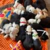 Old english sheepdog puppies for sale