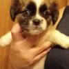 Reduced to 300 female Pekingnese/Chihuahua