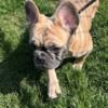 AKC French bulldog, puppies