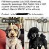 Mini F1B Springerdoodles, Sproodle, Pringle - born 7/1/26