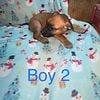 CUTE PUPPIES AMERICAN BULLY MIXED