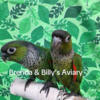 Black capped conures hurry only a 1 sweet baby  left