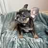 Blue-tri AKC male French bulldog