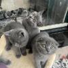 Scottish Kittens ( Girls only)