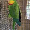 Superb parrot male 400