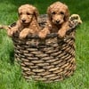 Goldendoodle F1B Red Teddy Bear, 2 females, Warren, Mi.  11weeks old.