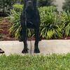 Black Cane Corso Stud Service Available