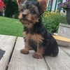 Bean- Akc male yorkie