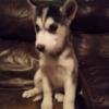 Registered Male husky puppies