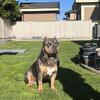XL AMERICAN BULLY STUD