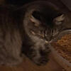 Tabby Female cat Free to good home