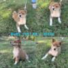 Full Breed Shiba Inus - 3 Females & 2 Male Available