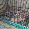 $$$ DROP. AMERICAN BULLY PUPS