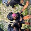 Akc German Rottweilers w/papers ready 2go!
