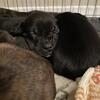 Cane corso x hound mix