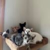 Oriental shorthair kittens