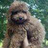 $1400 Male Micro Mini Labradoodle Red