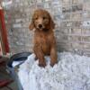 F1B Labradoodles girls looking for new homes