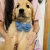 F1 goldendoodle