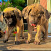 Mastiff Pups