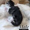 Maine coon kittens XL size 