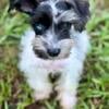 Miniature Schnauzer puppy for sale