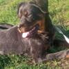 7 month old Rottweiler female