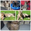 Male Russian Polydactyl MainCoon Kitten For Sale (Pet only)