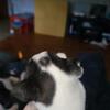 Boston Terrier Puppies Females