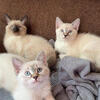 Siamese Kittens