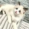 November litter Ragdoll Snowdoll kittens Bicolor male and female 