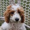 Miniature Goldendoodle Male (Winston)