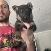 Full blooded German shepherd 