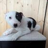 Border Heeler puppies