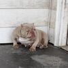 Nano female bully