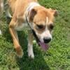 Boxer mix- free to approved home 