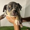 Exotic micro bully!!