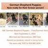 Shepherd puppies AKC